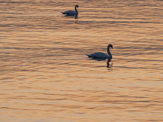 A beautiful white swan on a lake or pond at sunset or sunrise..  Swans are swimming. Reflection in water. Very beautiful sunset