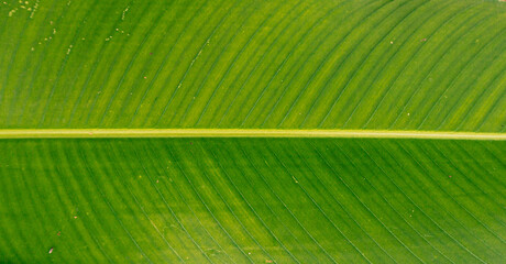 Amazon plant texture