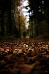 Trail in to the Woods