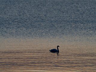 A beautiful white swan on a lake or pond at sunset or sunrise..  Swans are swimming. Reflection in water. Very beautiful sunset