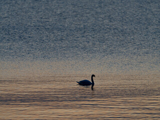 A beautiful white swan on a lake or pond at sunset or sunrise..  Swans are swimming. Reflection in water. Very beautiful sunset