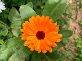 Pot marigold single flower, closeup on blurred leaves background. Calendula officinalis, bright orange head in gentle morning sun. Gold daisy, ancient medicinal plant blooming in a garden.
