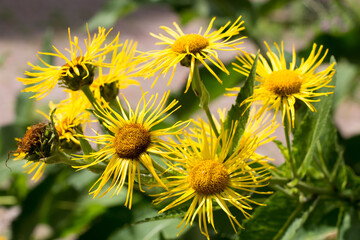 Obraz premium Yellow flowers with leaves background