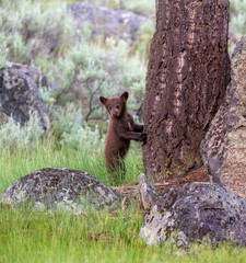 Black Bear Cub Standing by a Tree © George Erwin Turner