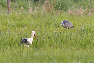 Obraz na płótnie Canvas White stork and little blue heron wandering in spring flower meadow