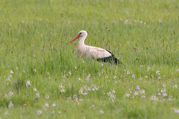 White stork wandering in spring flower meadow