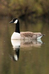 Canada goose swimming on a sunny day