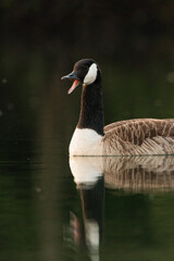 Canada goose swimming on a sunny day
