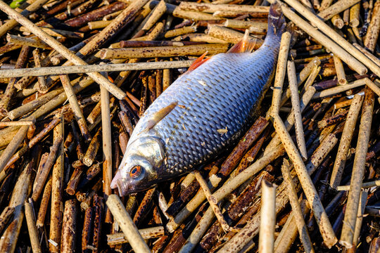 Close-up of freshly caught common roach or Rutilus heckelii on patches of reeds
