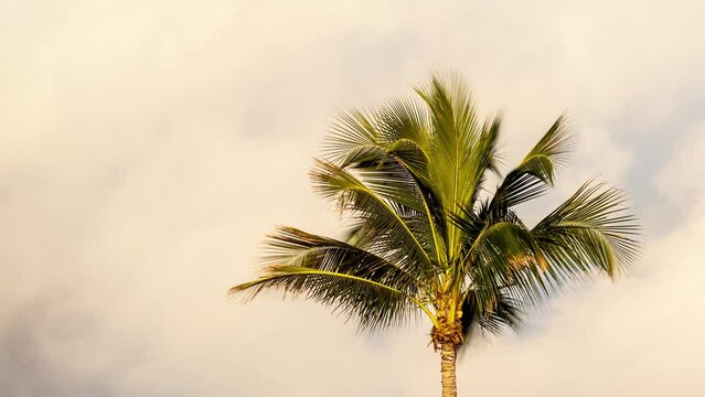Time lapse of the clouds moving behind a palm trees on Key West Florida.