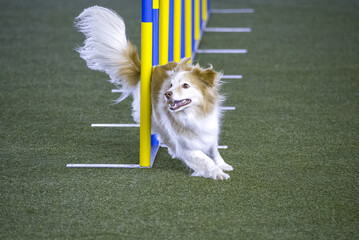 Small dog tackles slalom hurdle in dog agility competition.
