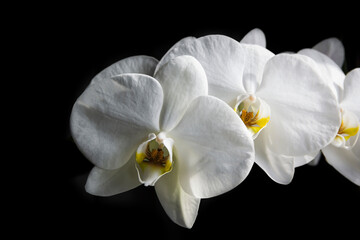 Naklejka na ściany i meble Extreme close-up of white orchid.