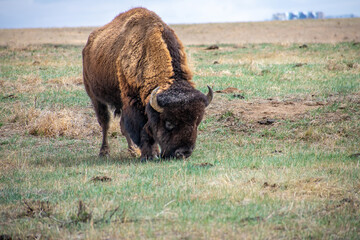 Buffalo Grazing along the road