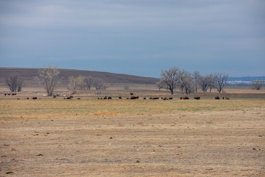 Buffalo a little way away