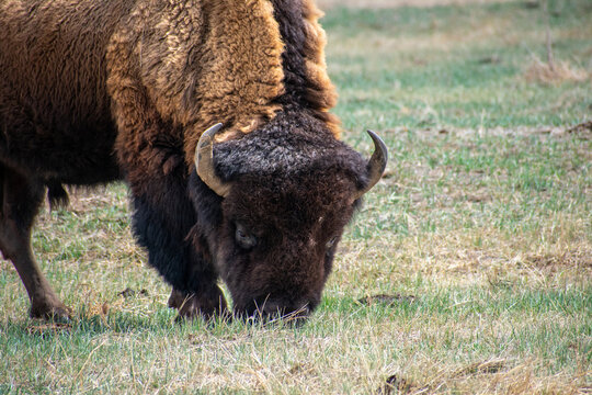 Close up of Buffalo