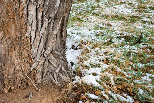 Tree with some snowing grass