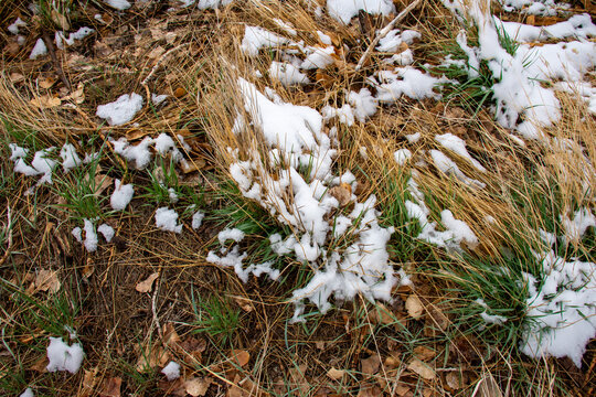 Texture of grass and Snow