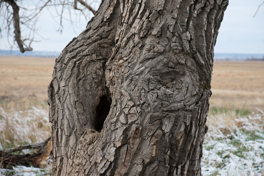 Close Up of hole in tree