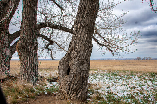 Trees with Hole for animals
