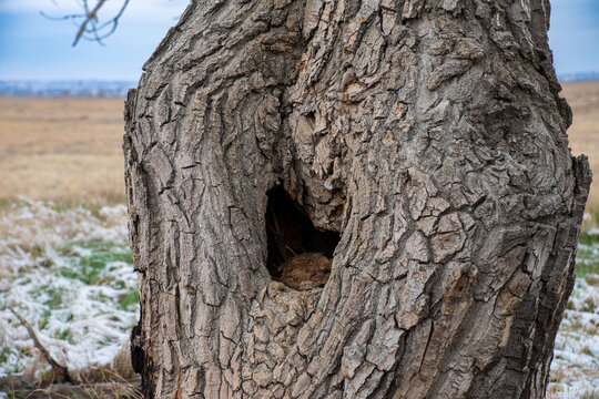 Close up of hole in the tree