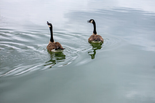 Geese sounding the alarm that they are coming