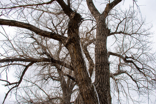 Tree Branches in the Coldness