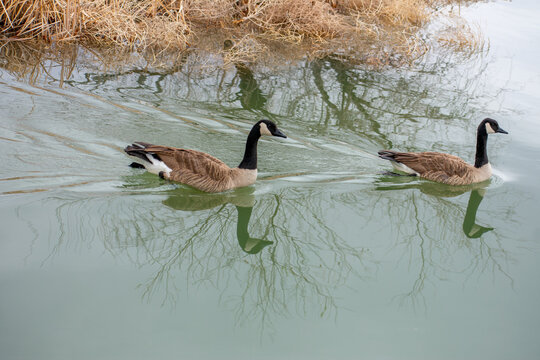 Geese on the Attack of another Goose