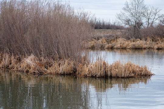 Dried Grass along the lake