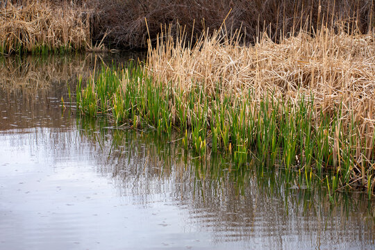 Growing Reeds along the lake
