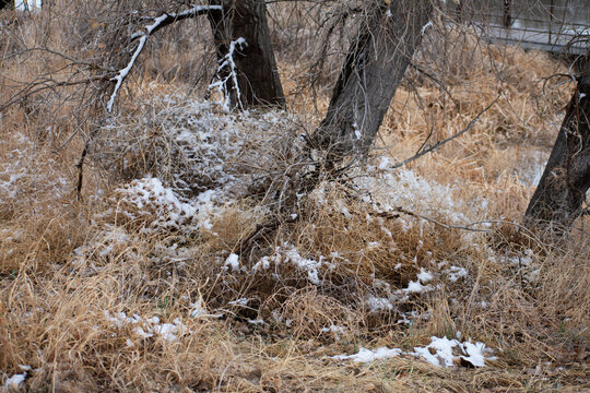 Trees with grass snowy background