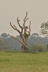 tree on the hill