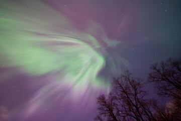 Northern Lights above the trees in Stevens Point Wisconsin