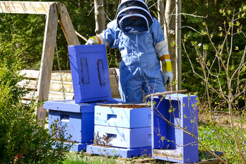 A beekeeper in protective wear is inspecting the hive