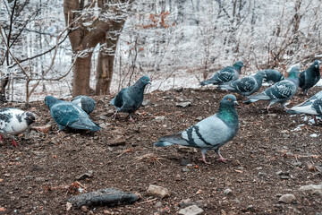 A group of pigeons are eating on the ground in the snow.