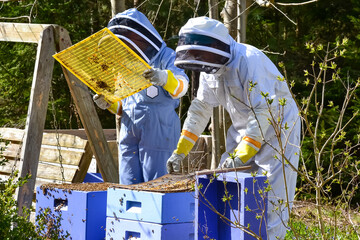 Two female beekeepers are inspecting the hives