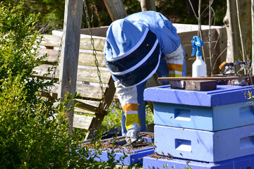 A female beekeeper in protective wear cleaning a hive