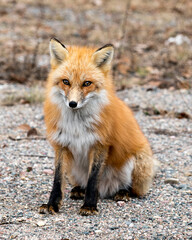 Naklejka na ściany i meble Red Fox Photo Stock. Fox Image. Close-up sitting and looking at camera in the spring season with blur background in its environment and habitat. Picture. Portrait.
