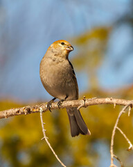 Pine Grosbeak Photo and Image. Grosbeak female perched on a branch with a blur forest background in its environment and habitat and displaying rust colour feather plumage. Grosbeak Portrait.