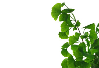 Naklejka na ściany i meble Ginkgo biloba green leaves isolated on white