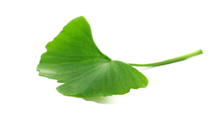 Ginkgo biloba green leaf isolated on white