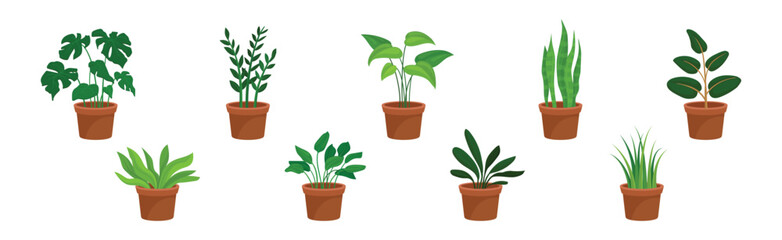 Flowers and Plants Growing in Ceramic Pots Vector Set