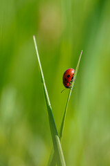 Ladybug on a plant