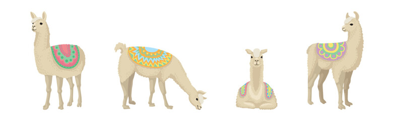 White Wooly Llama or Alpaca as Domesticated South American Camelid Vector Set © Happypictures