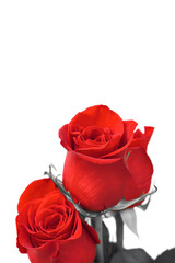 Red roses with white wall and space for text. Sant Jordi's day, popular celebration in Catalonia, tradition to give red roses and books.  
