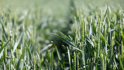 young green pods from a cereal hybrid