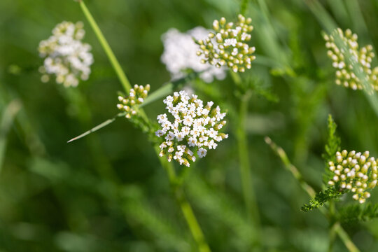 yarrow flowers in spring when the flowers are just opening