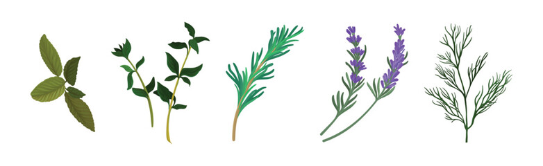 Mint, Dill, Rosemary and Oregano Branch as Kitchen Potherbs Vector Set