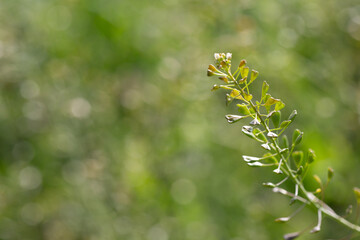 faded stalk of a field cress with heart shaped flower stalks after the petals have fallen off
