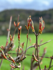 Bourgeons