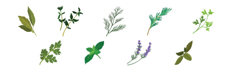 Naklejka premium Mint, Dill, Rosemary and Oregano Branch as Kitchen Potherbs Vector Set